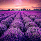 Lavender Wallpapers आइकन