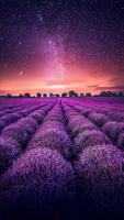 Lavender Wallpapers पोस्टर