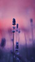 Lavender Wallpapers स्क्रीनशॉट 1