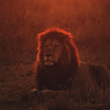 Lions Wallpapers-icoon