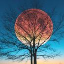 Moon HD Wallpapers APK