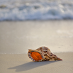 Sea Shell Wallpapers