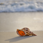 Sea Shell Wallpapers 아이콘