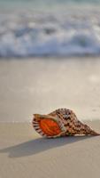 Sea Shell Wallpapers 포스터