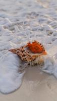 Sea Shell Wallpapers 스크린샷 3