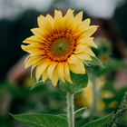 Sunflower Wallpapers icon