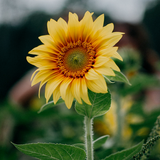 Sunflower Wallpapers icône