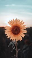 Sunflower Wallpapers screenshot 1