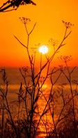 Sunset HD Wallpapers 截图 2