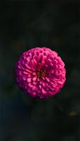 Pink Wallpapers تصوير الشاشة 3