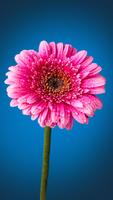 Pink Flowers Live wallpaper 포스터