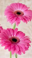 Pink Flowers Live wallpaper اسکرین شاٹ 2