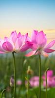 Pink Flowers Live wallpaper syot layar 3