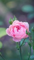 3 Schermata Pink Rose Live Wallpaper