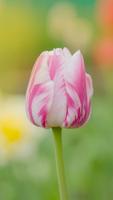 Pink Tulips Live Wallpaper Affiche