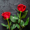 ”Rose HD Wallpapers