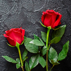 Rose HD Wallpapers 图标