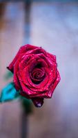 Rose HD Wallpapers 스크린샷 3