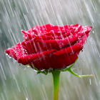 آیکون‌ Rain Rose Wallpapers