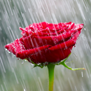 Rain Rose Wallpapers aplikacja