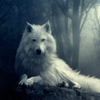 Wolf Wallpapers icono