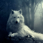 Icona Wolf Wallpapers