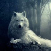 Wolf Wallpapers ไอคอน