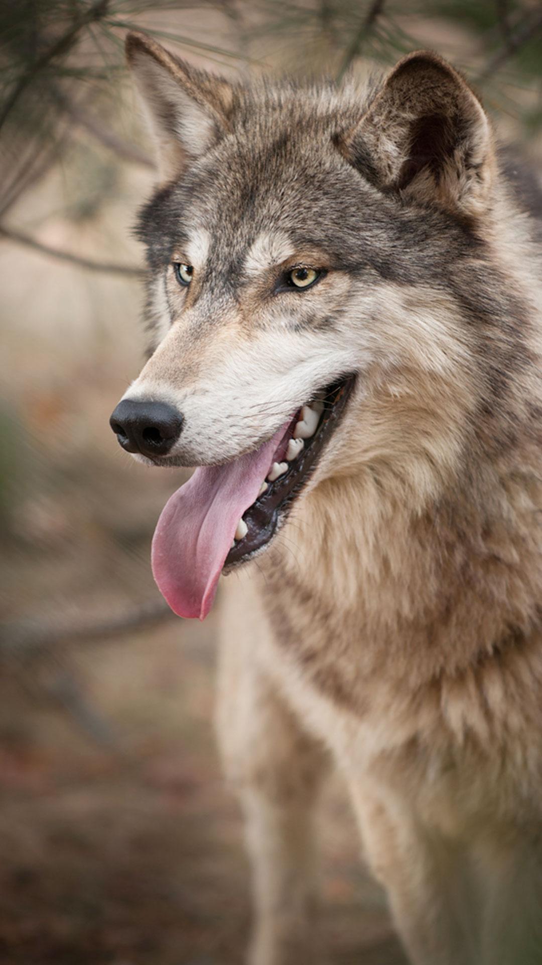 Living wolfs. Бурый волк Джек Лондон. Рассказ бурый волк Джек Лондон. Бурый волк Джек Лондон книга. Бурый волк Джек.