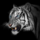 White Tiger Wallpapers आइकन