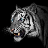 White Tiger Wallpapers ไอคอน