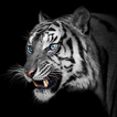 ”White Tiger Wallpapers