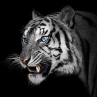 White Tiger Wallpapers أيقونة