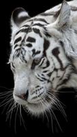 White Tiger Wallpapers 스크린샷 3