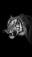 White Tiger Wallpapers Affiche