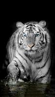 White Tiger Wallpapers स्क्रीनशॉट 1