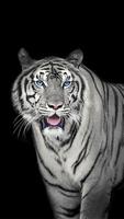 White Tiger Wallpapers 스크린샷 2