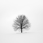 White Wallpapers أيقونة