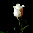 White Rose Wallpapers icono