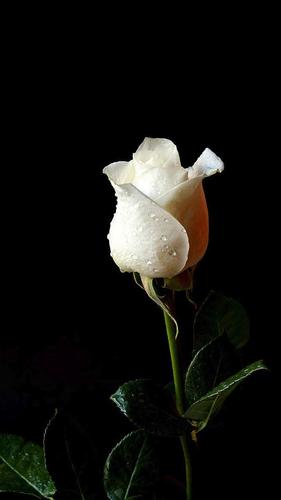 White Rose Wallpapers APK for Android Download White Rose Wallpapers APK for Android Download