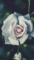 White Rose Wallpapers captura de pantalla 1