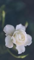 White Rose Wallpapers captura de pantalla 2
