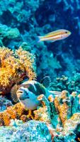 Underwater Live Wallpaper screenshot 1