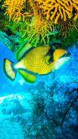 Underwater Live Wallpaper screenshot 2