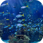 Real Aquarium Video Wallpaper आइकन