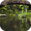 Real pond with Koi APK