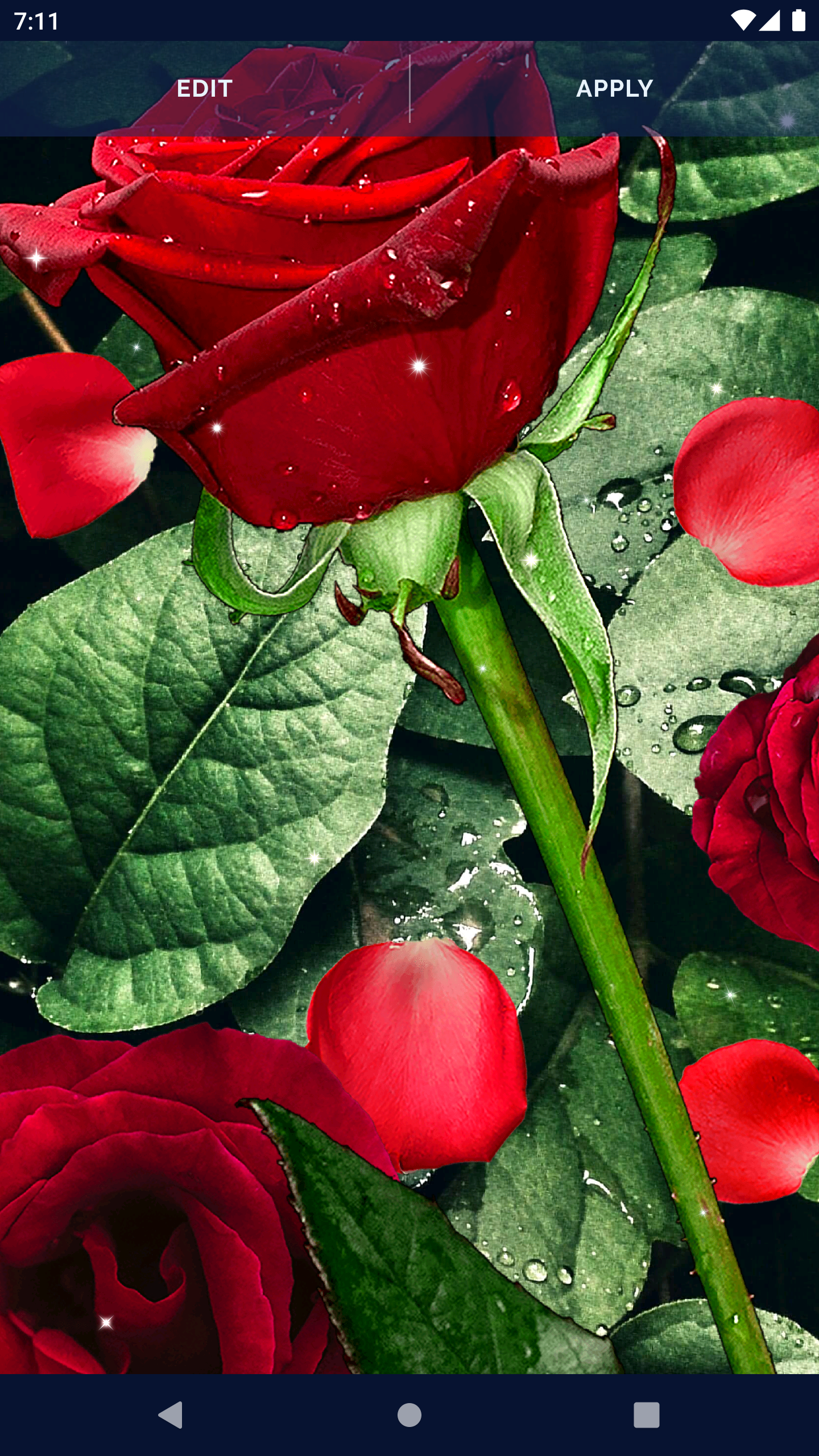 3D Red Rose Live Wallpaper APK for Android – Download 3D Red Rose Live Wallpaper APK Latest Version from 3D Red Rose Live Wallpaper APK for Android – Download 3D Red Rose Live Wallpaper APK Latest Version from