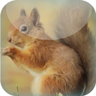 Red Squirrel Live Wallpaper アイコン