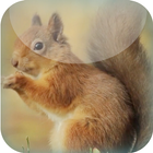 Red Squirrel Live Wallpaper icône