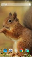 Red Squirrel Live Wallpaper ポスター