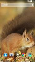 Red Squirrel Live Wallpaper capture d'écran 2
